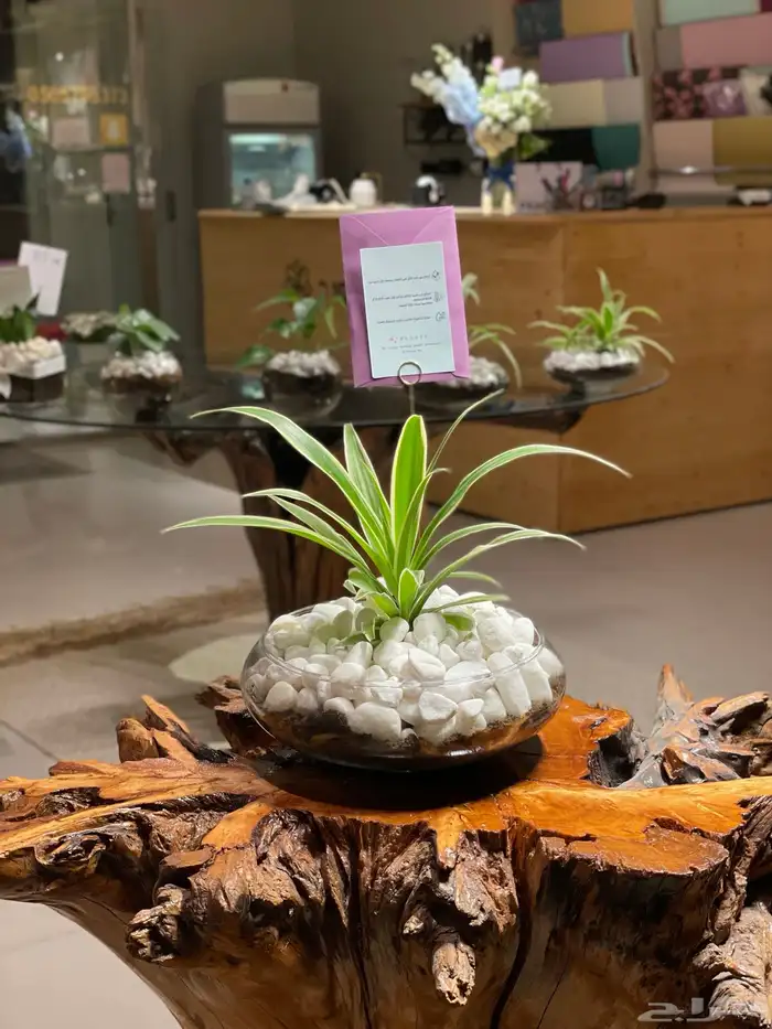 تنسيق هدايا و باقات ورد (نقوة ورد) 95