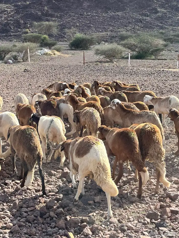 طليان سواكن ثنيان مرابى 0