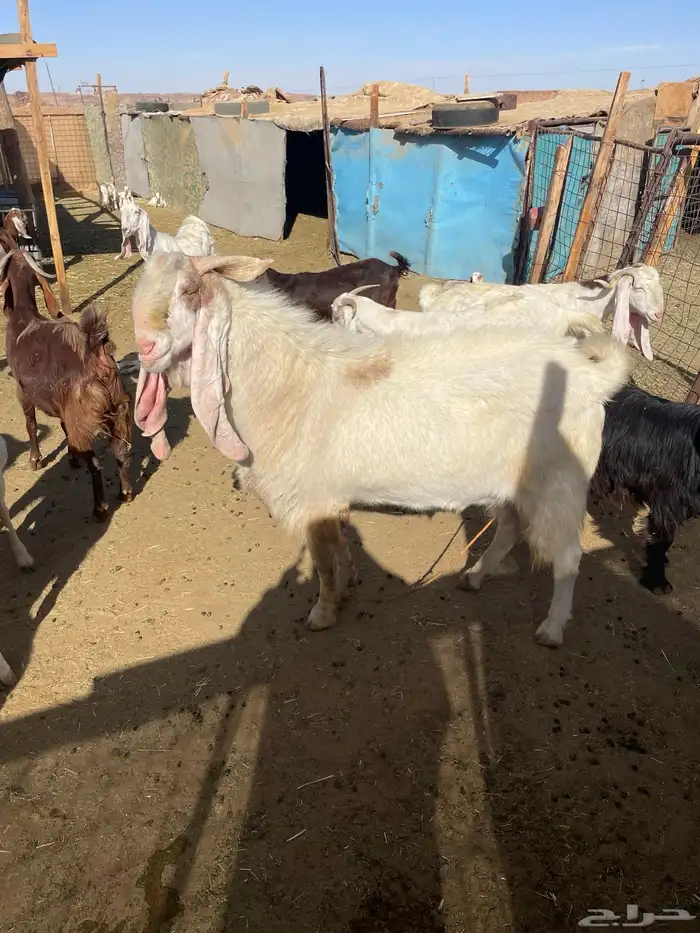 تيس فحل قبرصي مشروك للبيع 1
