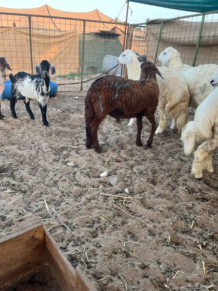 طليان حري سواكن تيوس نظيفة شرط 0