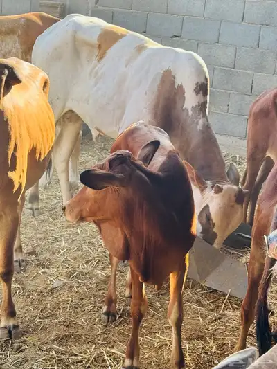 عجول وحسلان طيبه محايل عسير 7