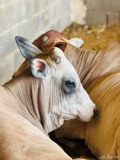 عجول وحسلان طيبه محايل عسير 5