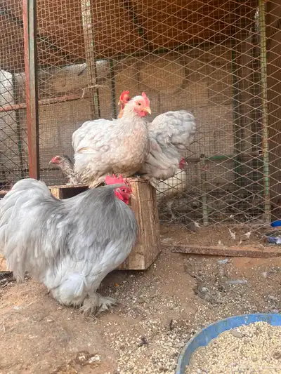 للبيع طقم كوشن (بياض) تم البيع 0