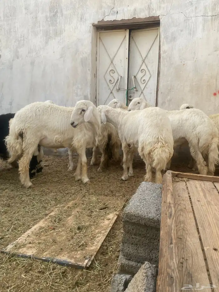 طليان جذعان جبره 3