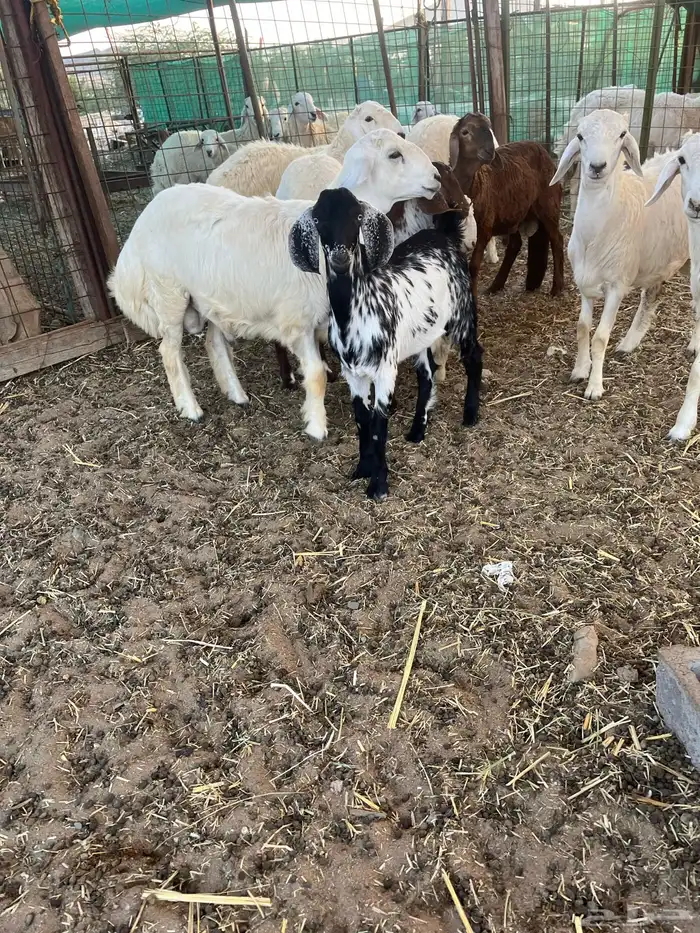 طليان حري سواكن تيوس نظيفة شرط 6