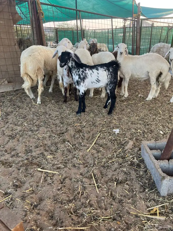 طليان حري سواكن تيوس نظيفة شرط 4