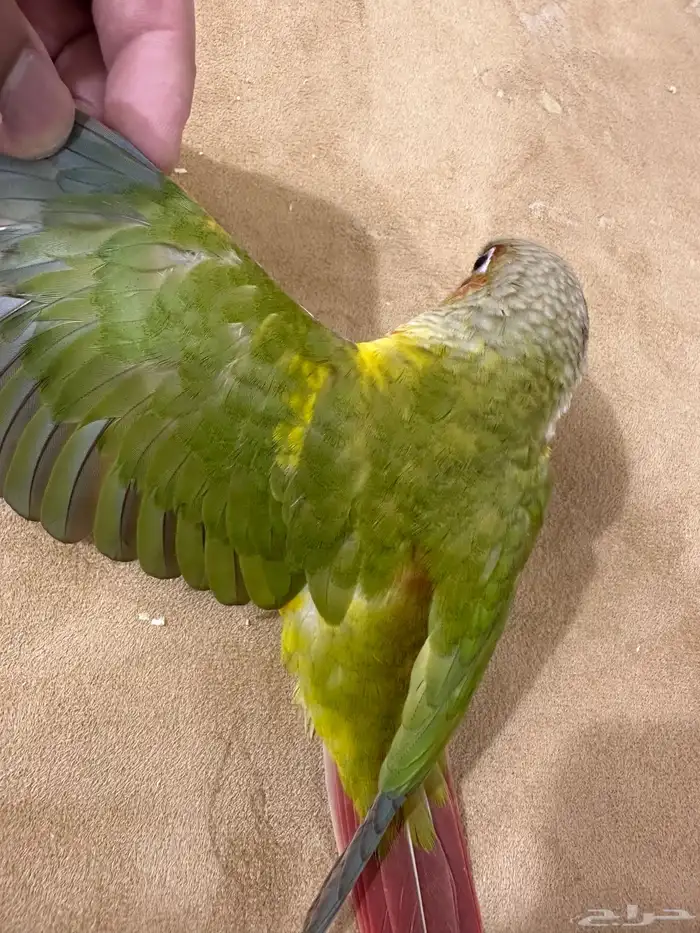 كنيور اناناس هدد تم البيع 4