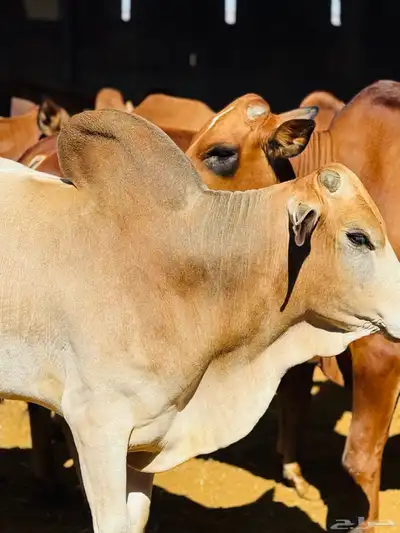 عجول وحسلان طيبه محايل عسير 2