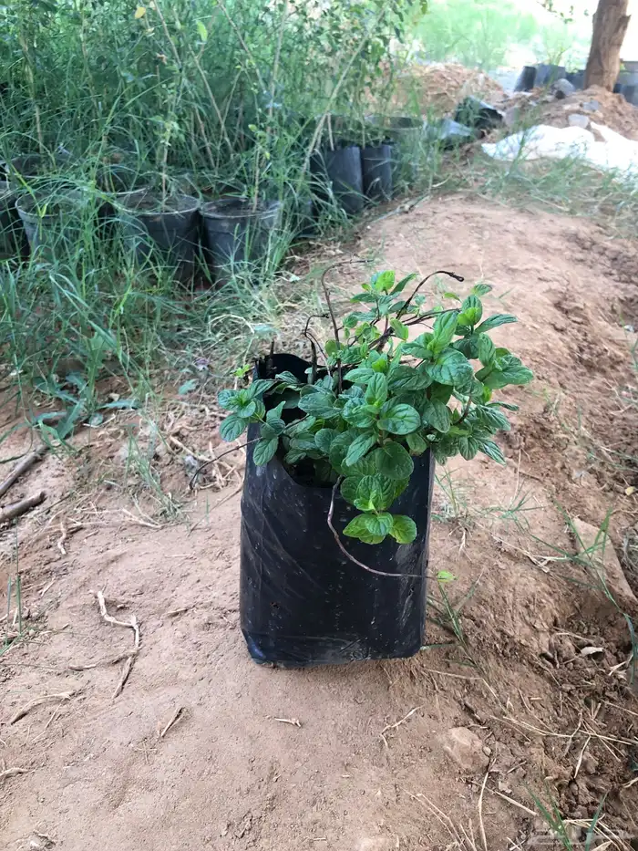 نعناع ومورنجا مجفف وغير مجفف 1