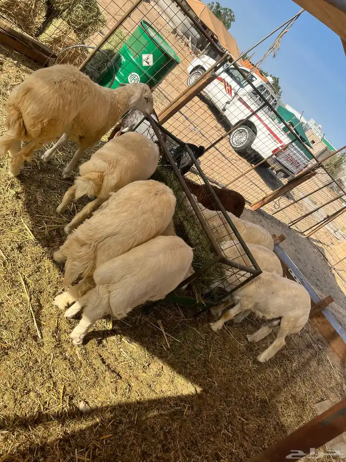 طليان حري سواكن تيوس نظيفة شرط 2