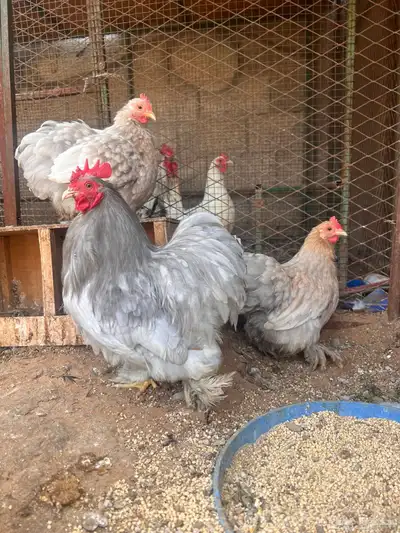 للبيع طقم كوشن (بياض) تم البيع 1