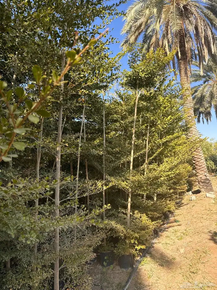 ترمناليا منتالي 0