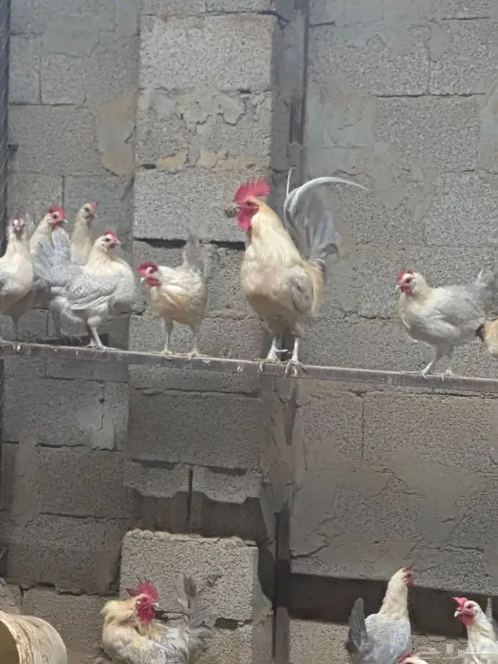 فيومي ودندراوي وشوكي 1