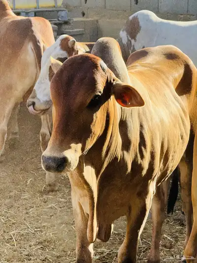عجول وحسلان طيبه محايل عسير 8