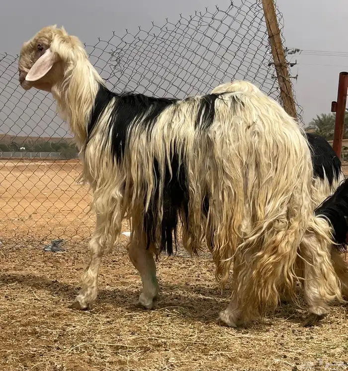 فحل نجدي مشروط صنف الصنف 2