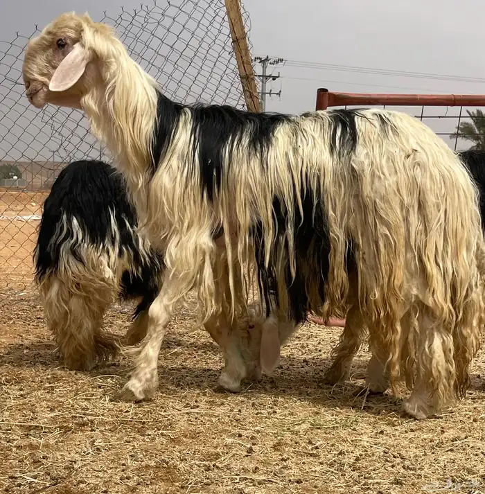 فحل نجدي مشروط صنف الصنف 1