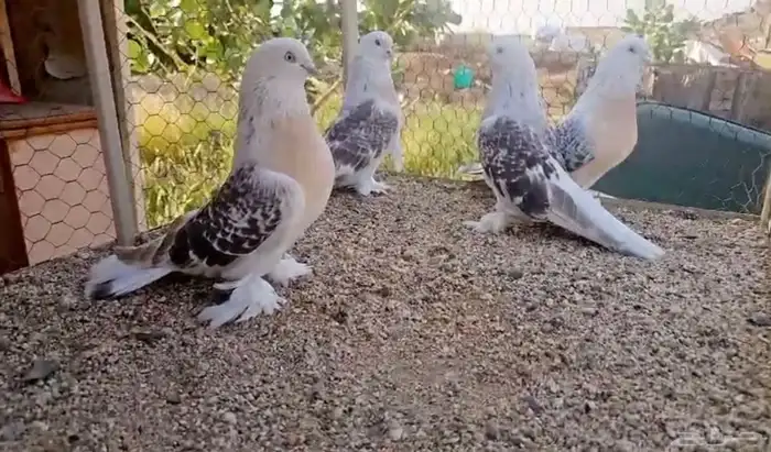 حمام للبيع 9