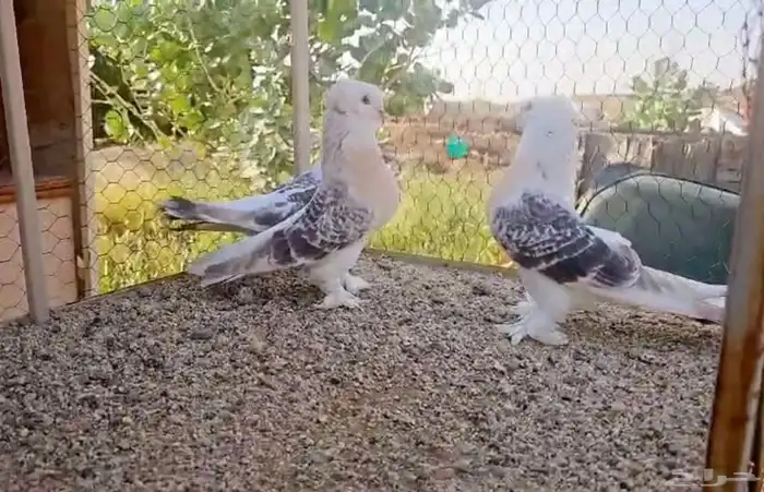 حمام للبيع 8