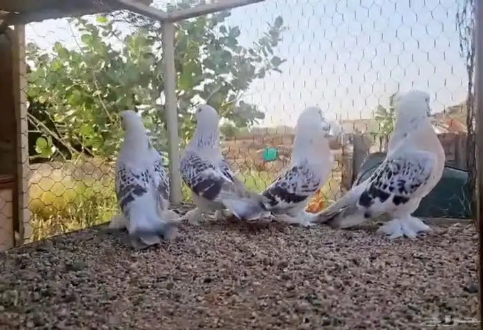 حمام للبيع 10