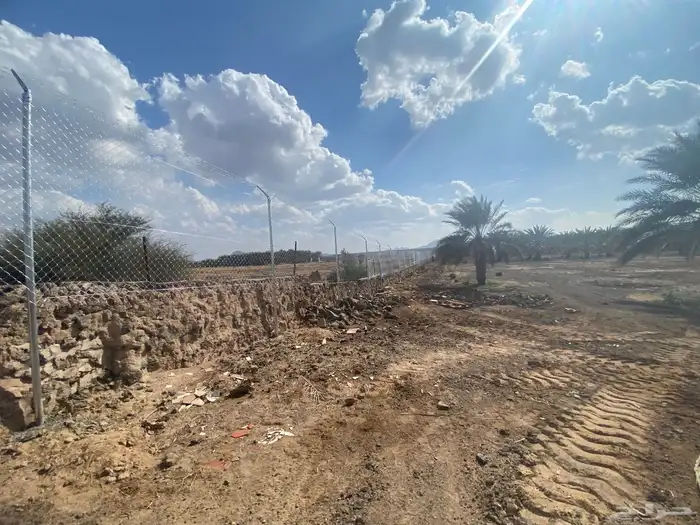 شبوك مزارع المدينه المنوره ضعه وما حولها 14