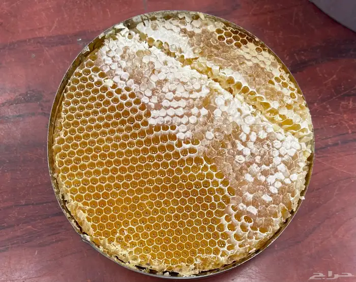 سدر وجال المع من مناحلي انا المسائل عن الجوده امام الله 2