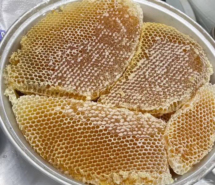 سدر وجال المع من مناحلي انا المسائل عن الجوده امام الله 0