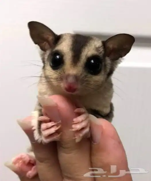 sugar glider السنجاب الطائر أليف 3