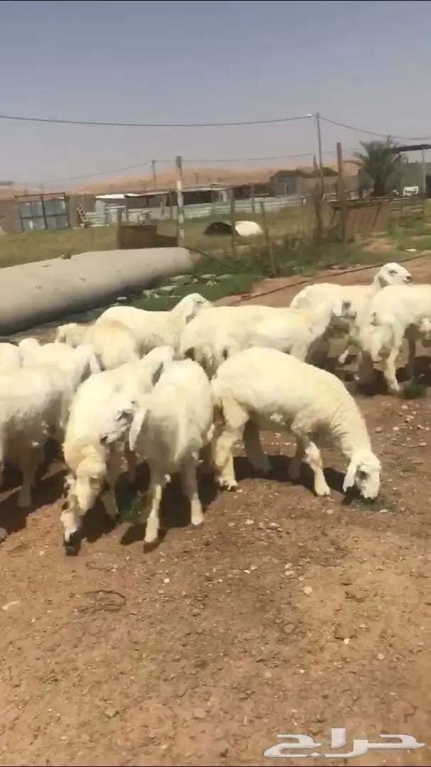 ذبايح مزرعه بدون مكعبات 1