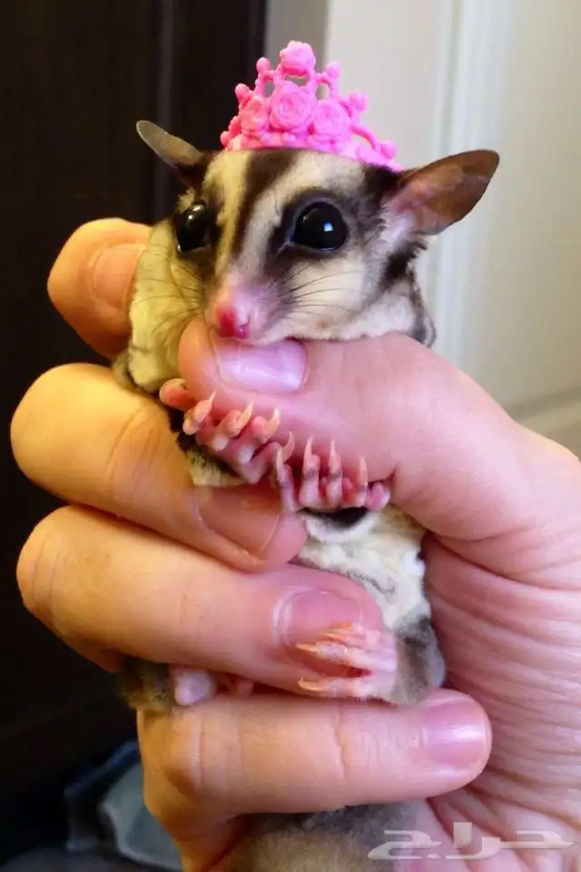 sugar glider السنجاب الطائر أليف 2