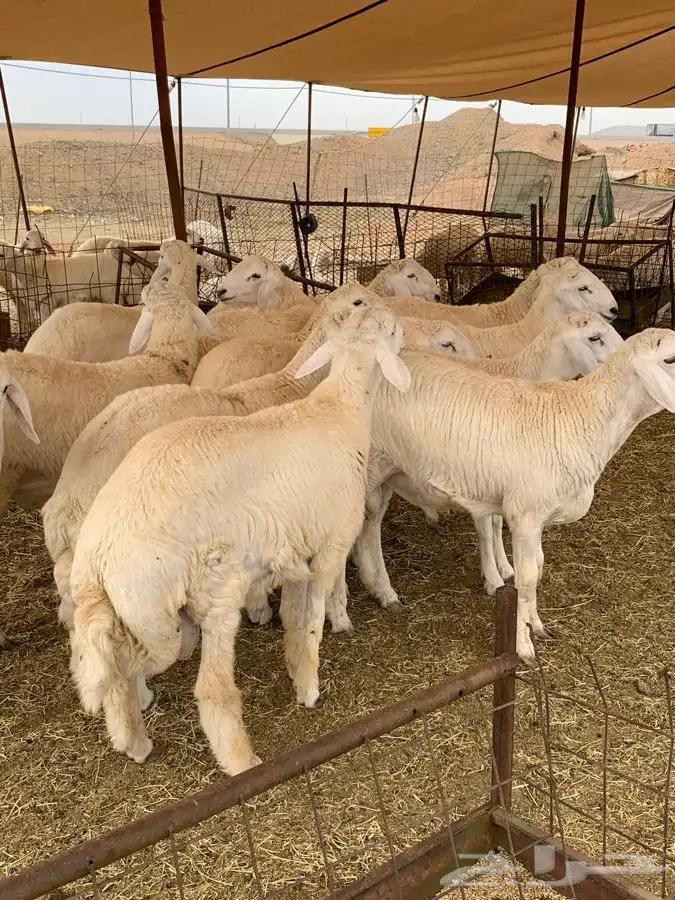 حري ذبايح ثلاجه ذبائح ضيوف تبيض الوجه يوجد صلاخه وتوصيل 4