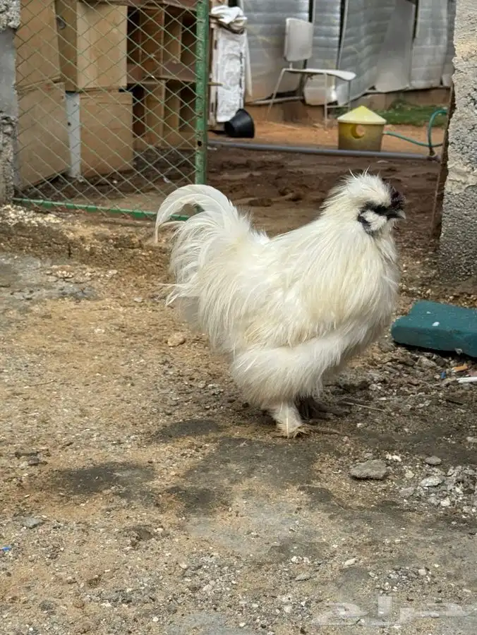 ديك قطني 0