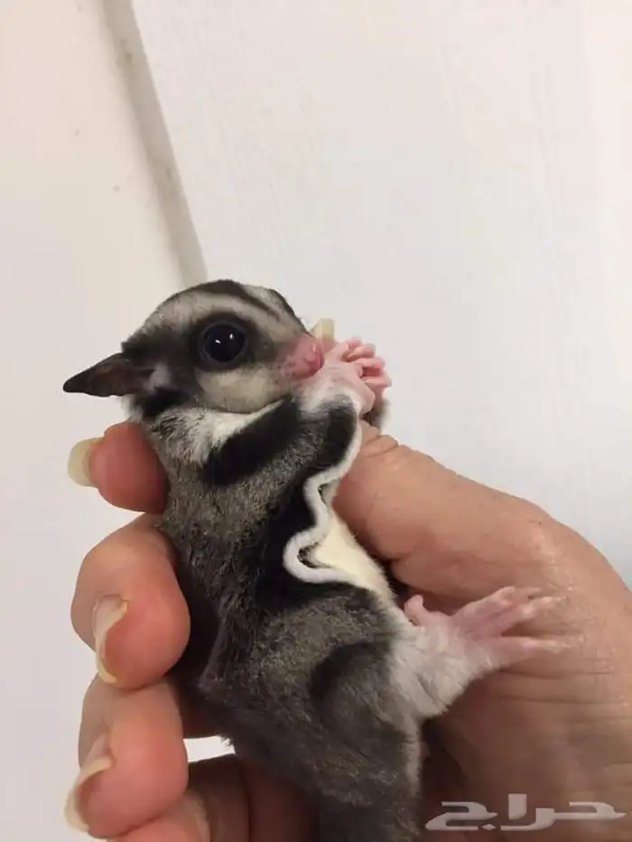 sugar glider السنجاب الطائر أليف 4