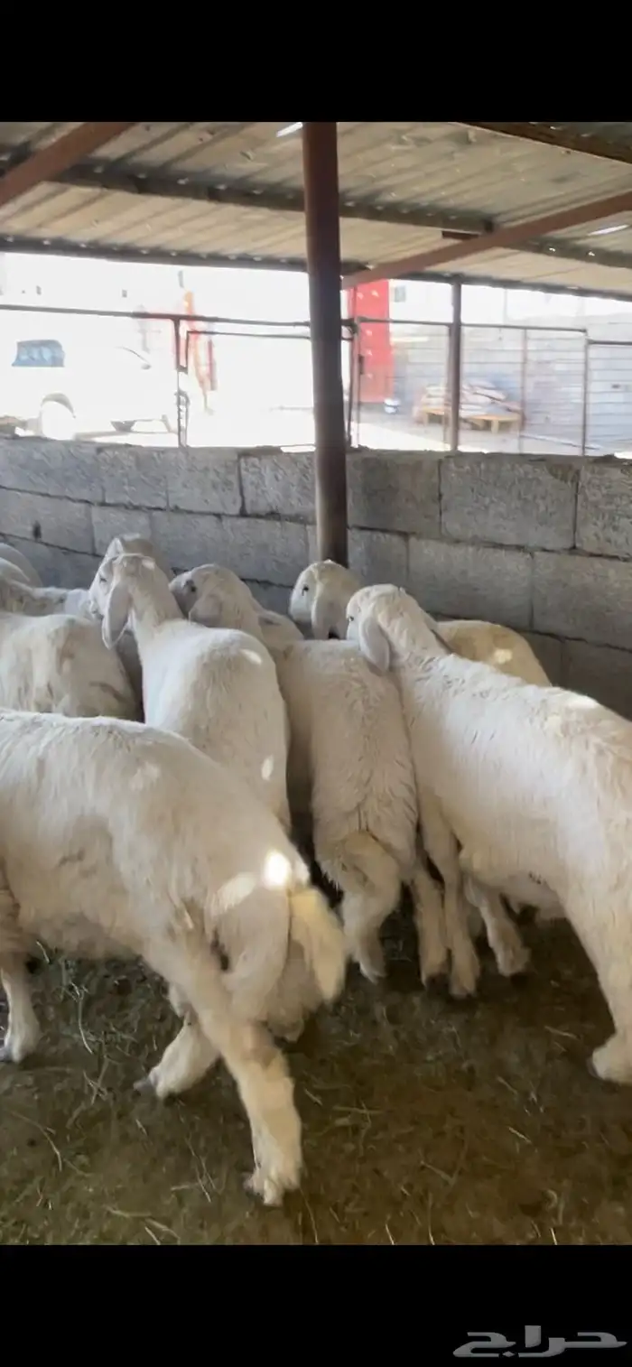 طليان حريات رقم واحد جدا طيبات 7