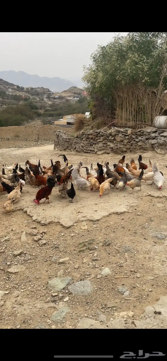 دجاج بلدي العدد فوق 80 ذكر و انثى تم تم تم البيع 0
