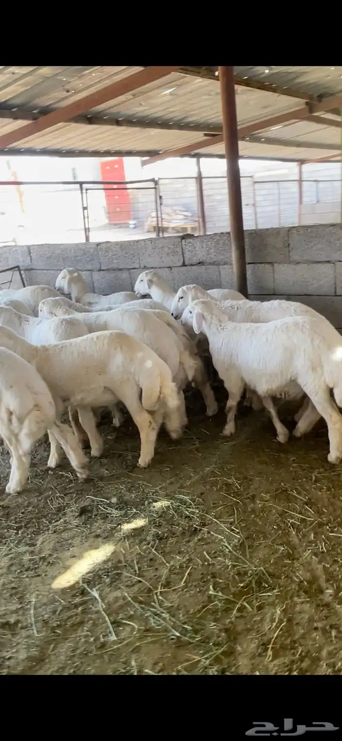 طليان حريات رقم واحد جدا طيبات 6