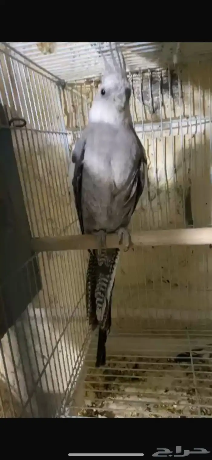 العرض ذكر كروان منتج هولندي الموقع القريات((تم البيع)) 0