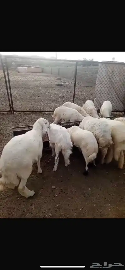 تيوس 1