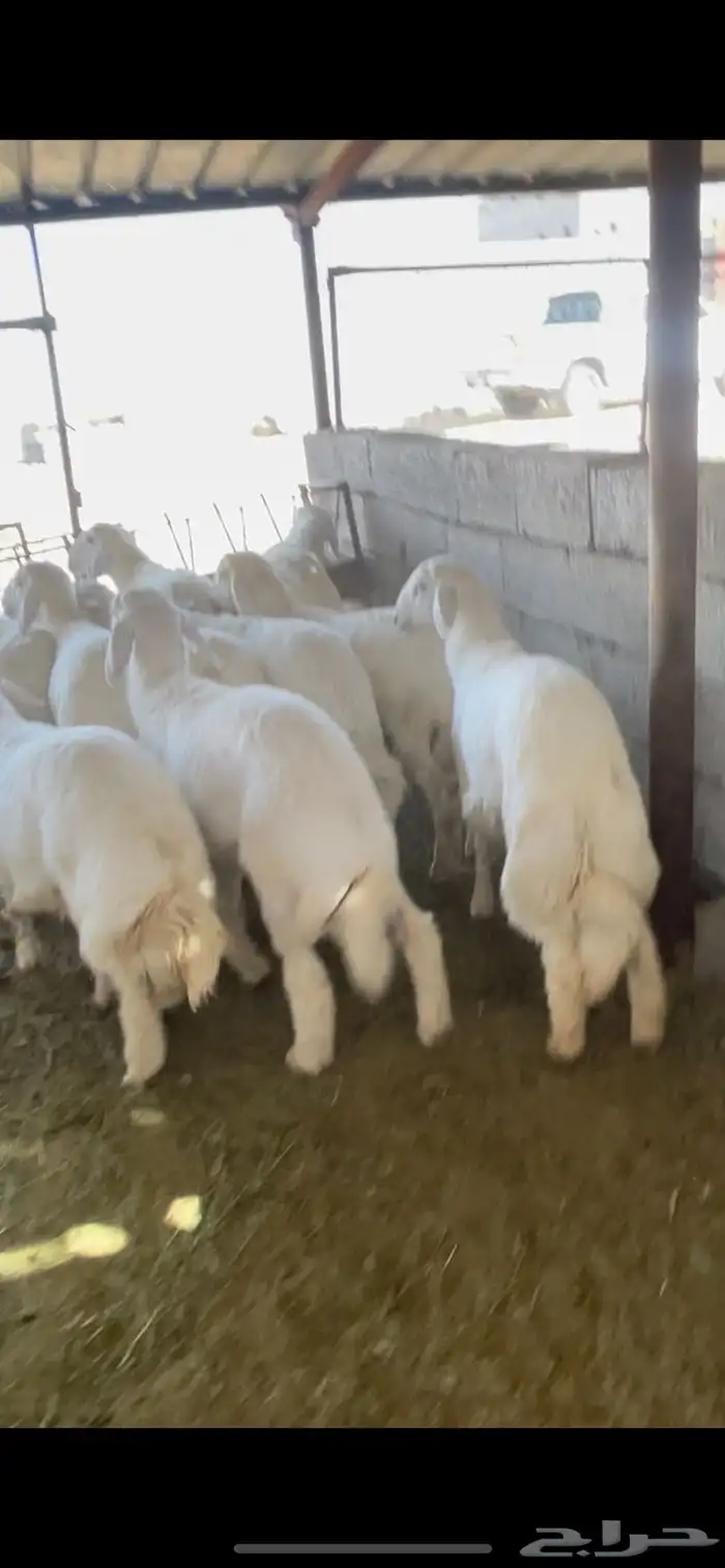 طليان حريات رقم واحد جدا طيبات 5