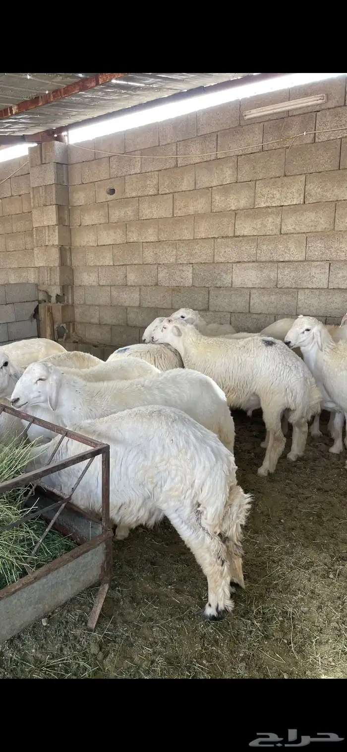 طليان حريات رقم واحد جدا طيبات 8