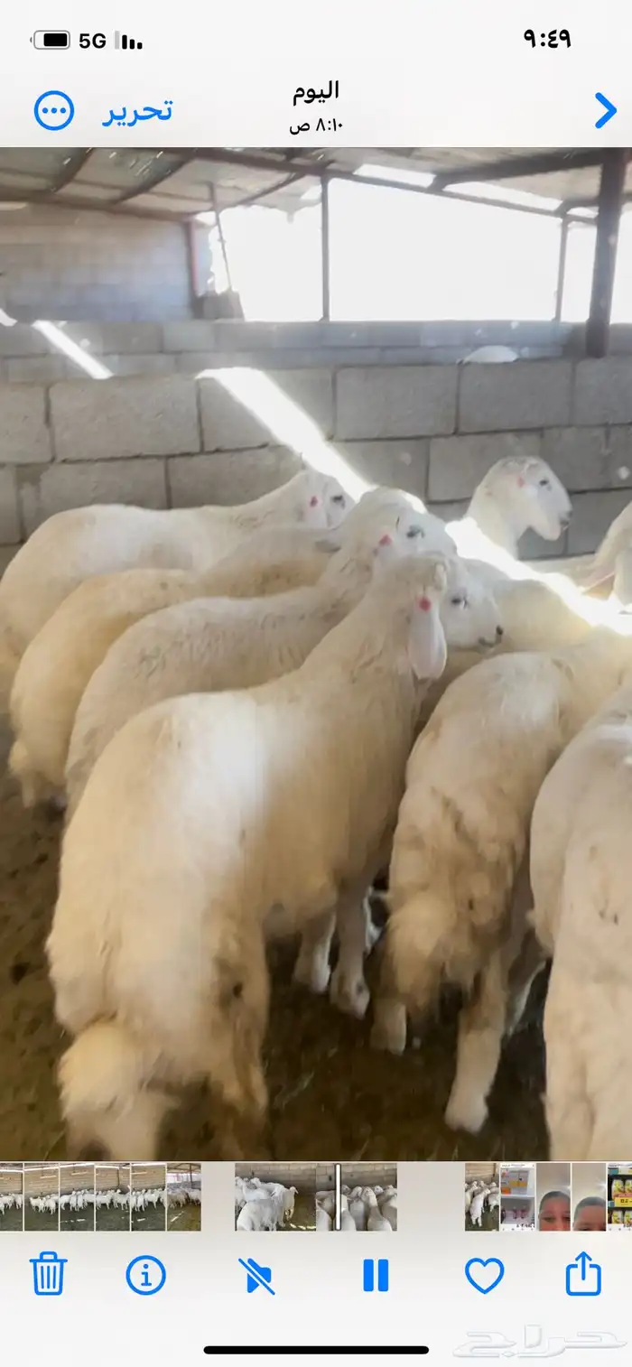 طليان حريات رقم واحد جدا طيبات 1