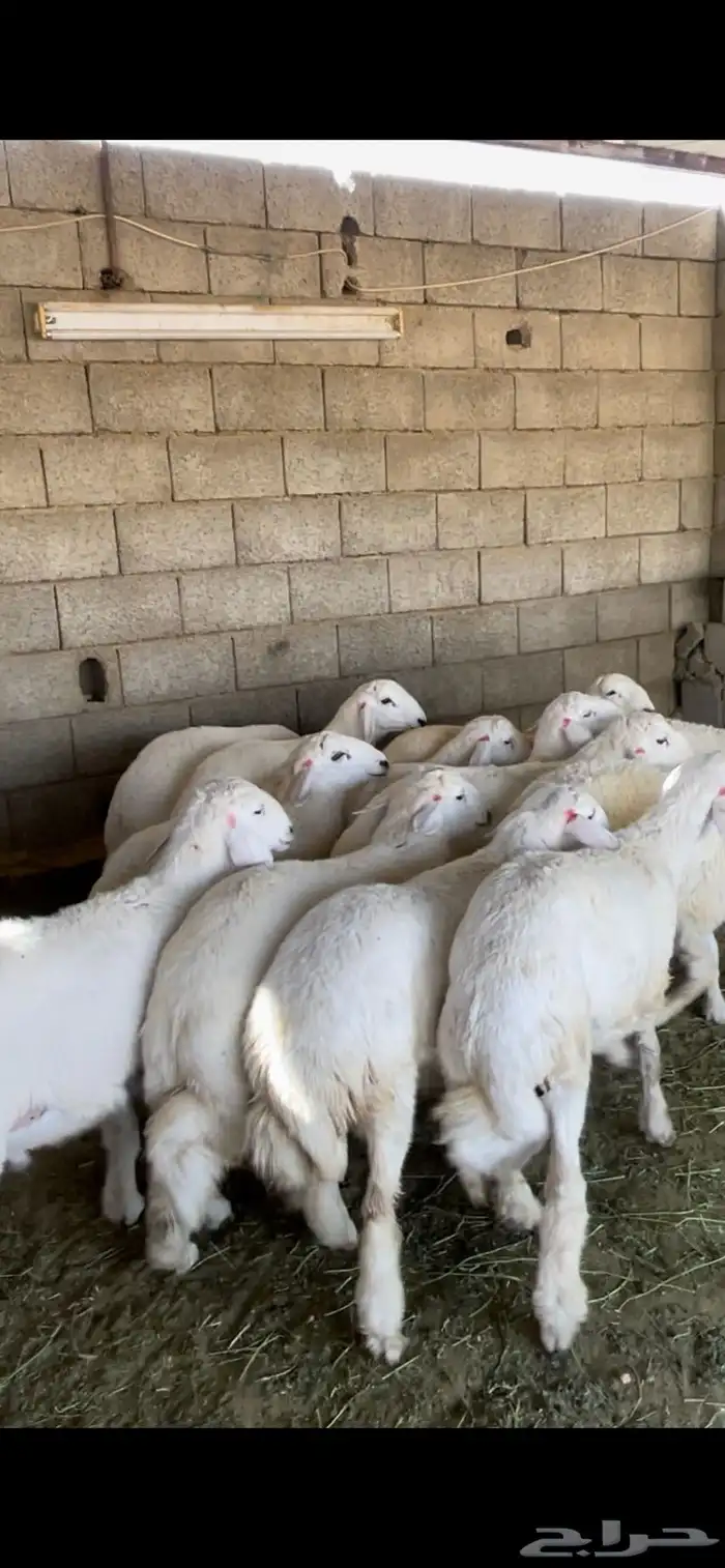 طليان حريات رقم واحد جدا طيبات 2