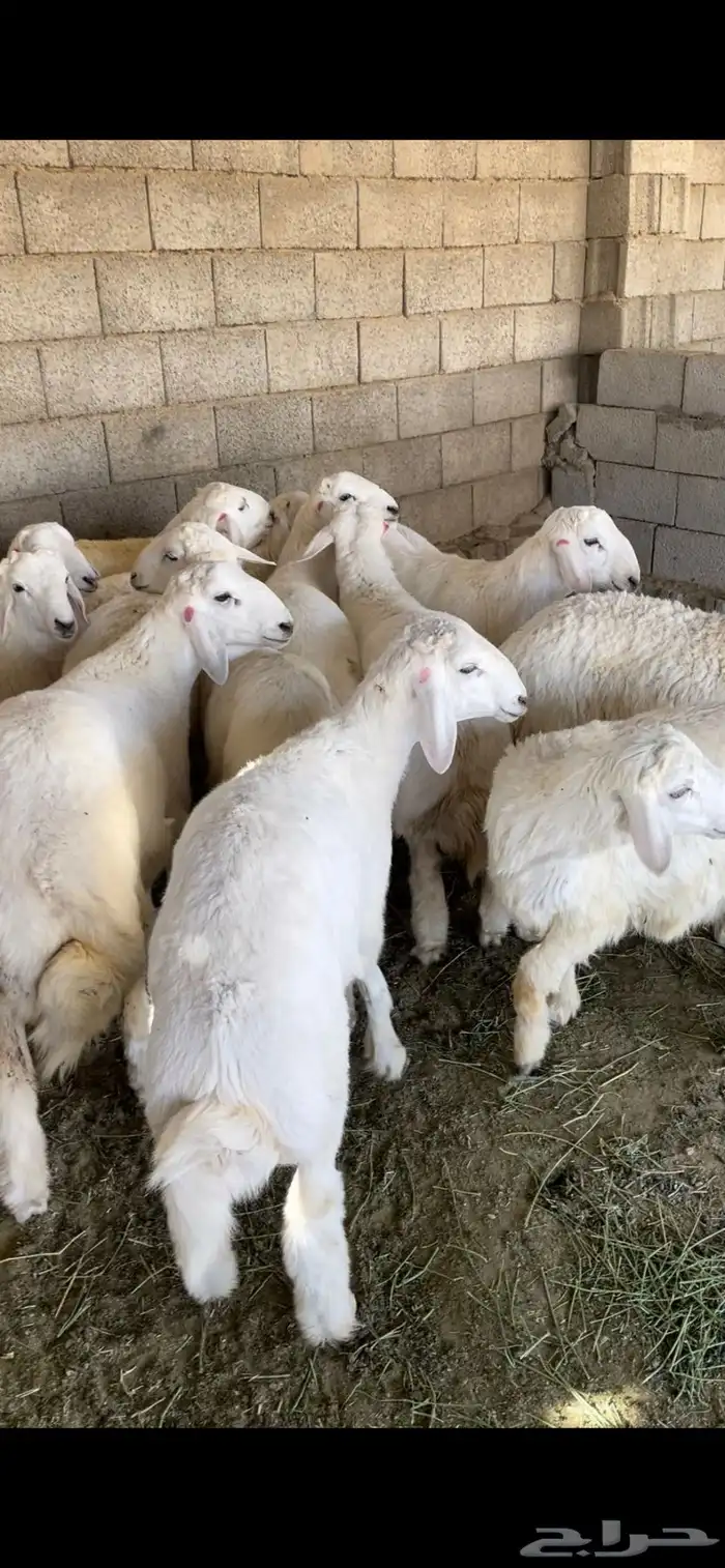 طليان حريات رقم واحد جدا طيبات 0