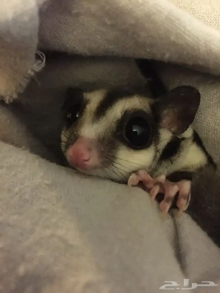 sugar glider السنجاب الطائر أليف 1