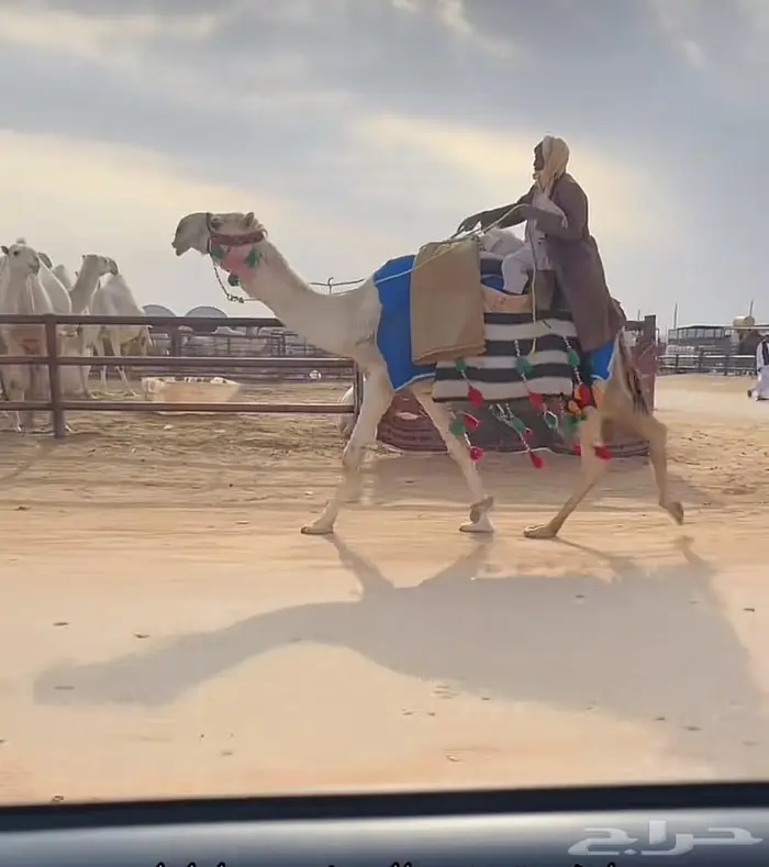 رحول طيبة .. تم البيع 0
