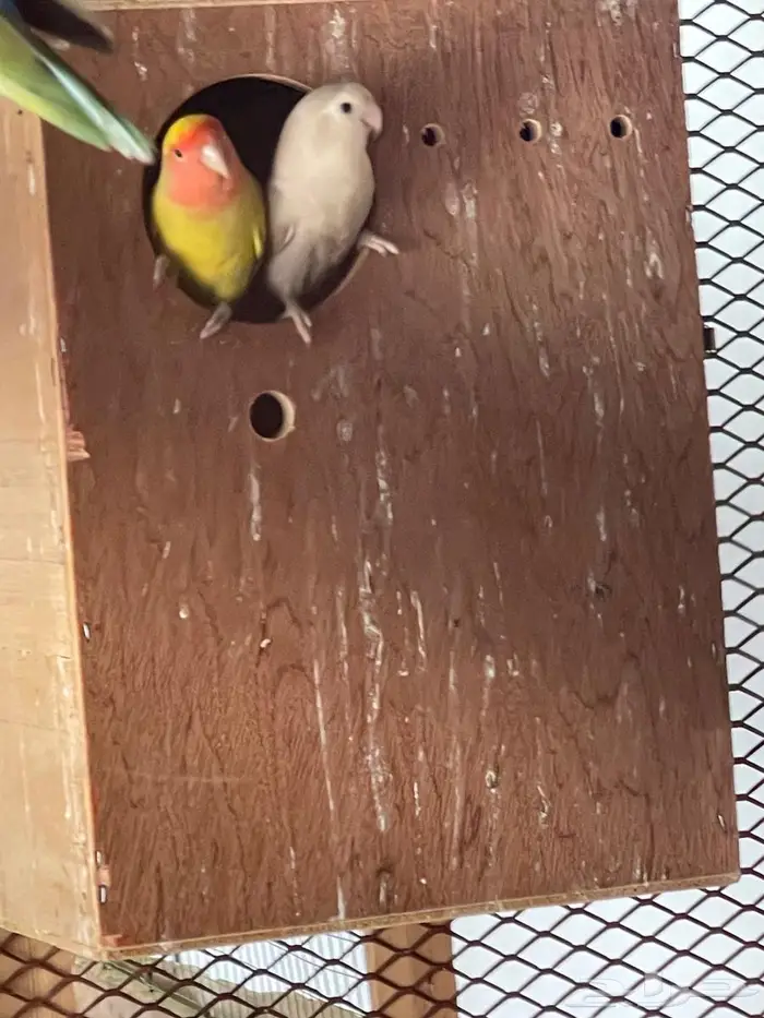 كروان و روز للبيع 1