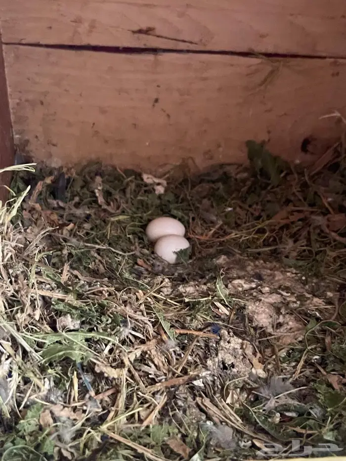 كروان و روز للبيع 2