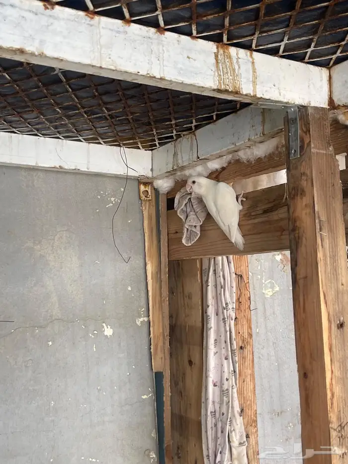 كروان و روز للبيع 4