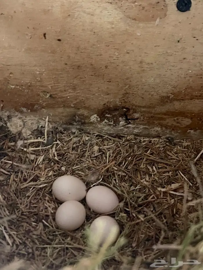 كروان و روز للبيع 5