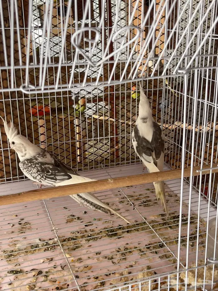 كروان و روز للبيع 6