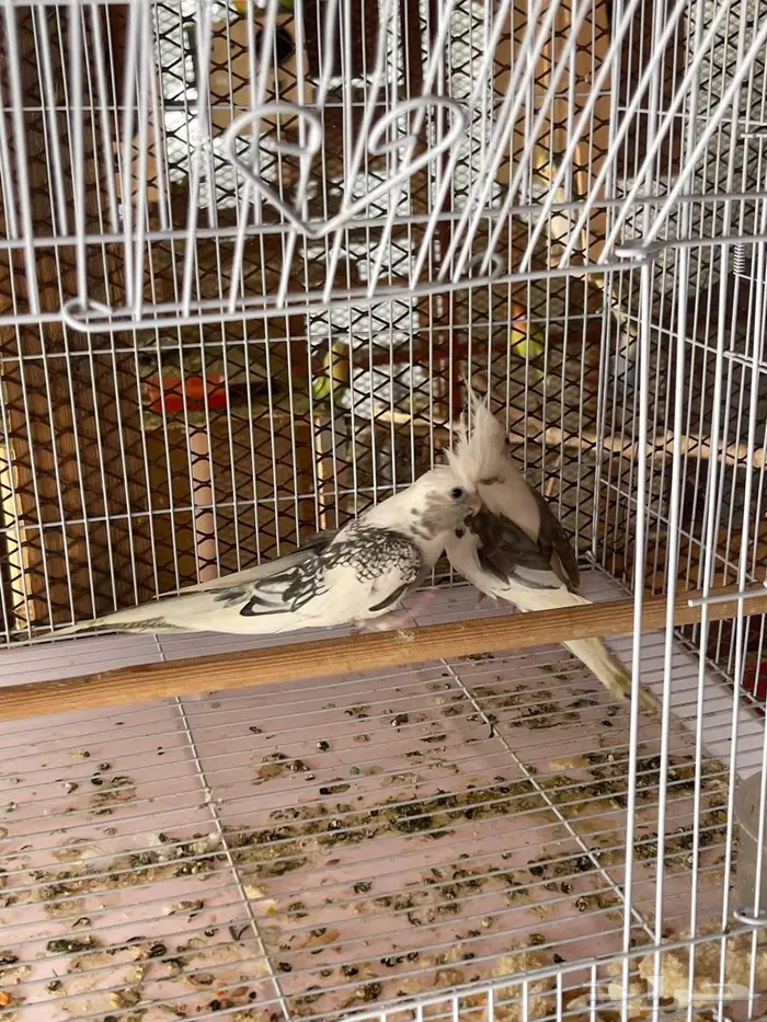 كروان و روز للبيع 7